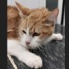 Gevonden: Kat Europese Korthaar – registratienummer 53623