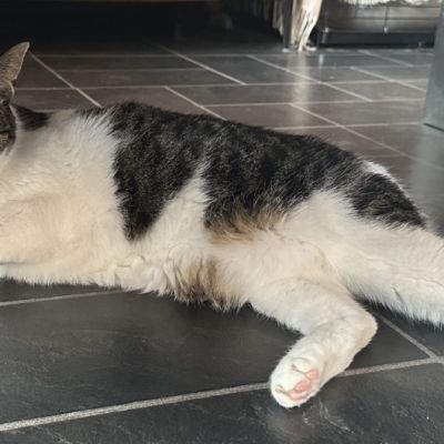Vermist: Kat Europese Korthaar – registratienummer 55096