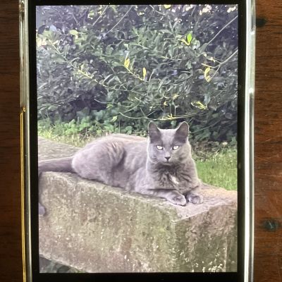 Vermist: Kat Britse Korthaar – registratienummer 56933