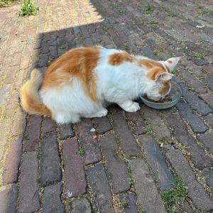 Gevonden: Kat Europese Korthaar Zichtmelding – registratienummer 59199