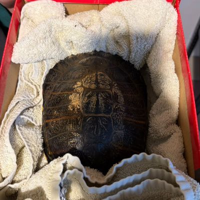 Gevonden: Reptiel Geelwang schildpad – registratienummer 1470