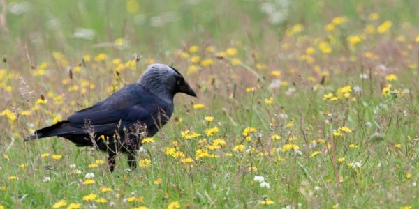 Westnijlvirus vastgesteld bij wilde vogels in Nederland