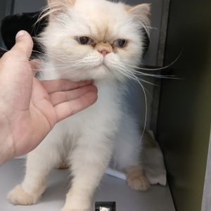 Gevonden: Kat Perzische kater – registratienummer 59