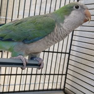 Gevonden: Vogel Monniksparkiet – registratienummer 57816
