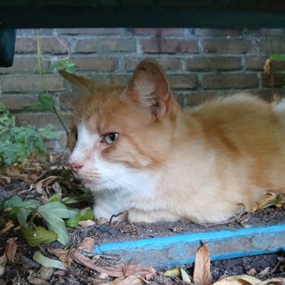 Gevonden: Kat Europese Korthaar *Zichtmelding* – registratienummer 58981