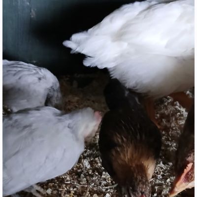Gevonden: Vogels Kippen 5x – registratienummer 577
