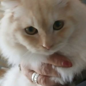 Gevonden: Kat Europese Langhaar *Zichtmelding* – registratienummer 59600