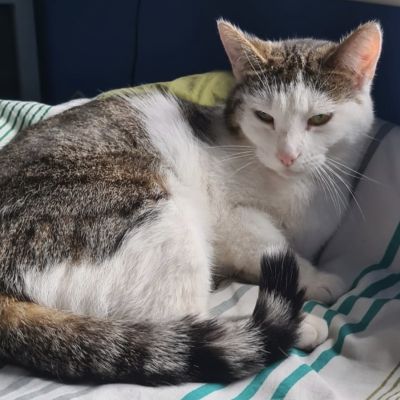 Vermist: Kat Europese Korthaar – registratienummer 58791