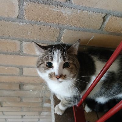Gevonden: Kat Europesekorthaar ***Zichtmelding*** – registratienummer 58670