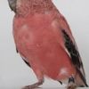 Vermist: Vogel Vogels,  meerdere – registratienummer 57211