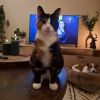 Vermist: Kat Europese Korthaar – registratienummer 57500