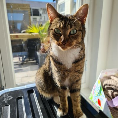 Vermist: Kat Europese Korthaar – registratienummer 53001