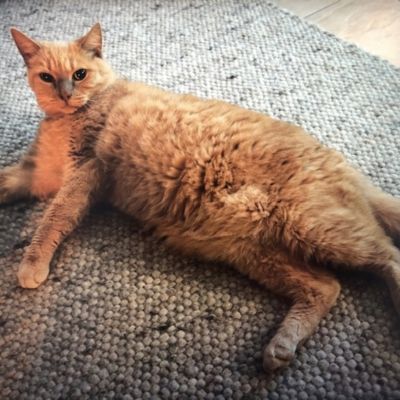 Vermist: Kat Europese Korthaar – registratienummer 57711