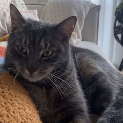 Vermist: Kat Europese Korthaar – registratienummer 56676