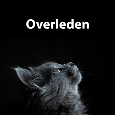 Gevonden: Kat Europese Korthaar – registratienummer 57436