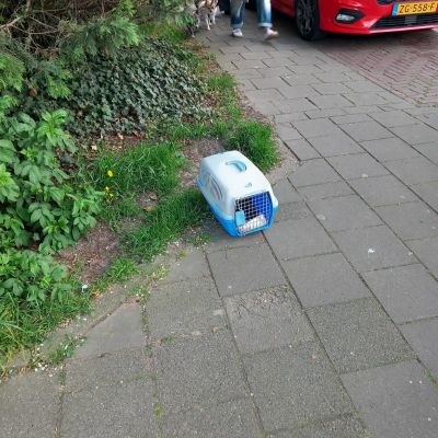 Gevonden: Kat Europese Korthaar – registratienummer 57429