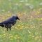Westnijlvirus vastgesteld bij wilde vogels in Nederland