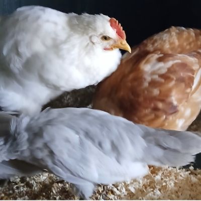 Gevonden: Vogels Kippen 5x – registratienummer 577