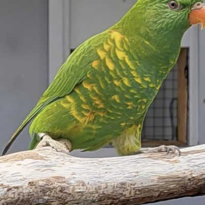 Vermist: Vogel Koppel Parkieten (Schubben) – registratienummer 57224