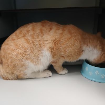 Gevonden: Kat Europese Korthaar – registratienummer 577