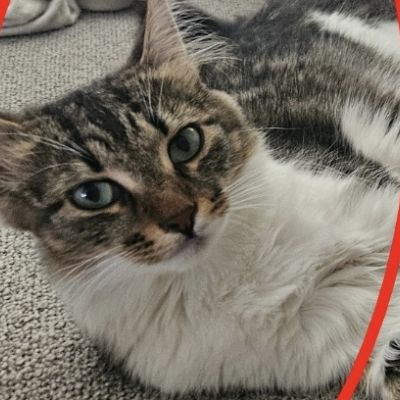 Vermist: Kat Europese Korthaar – registratienummer 58614