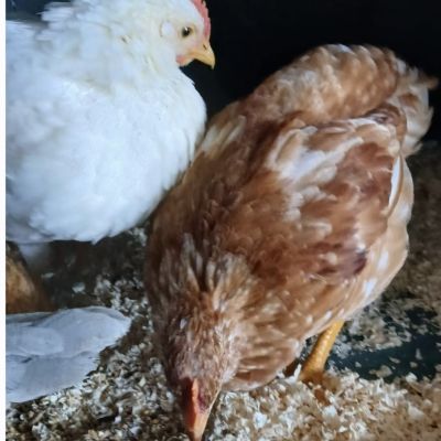 Gevonden: Vogels Kippen 5x – registratienummer 577