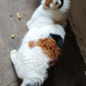 Gevonden: Kat Europese Korthaar *Zichtmelding* – registratienummer 57221