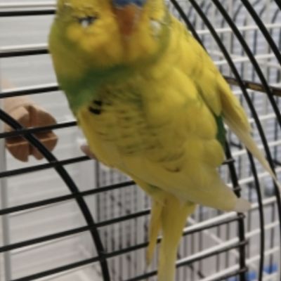 Gevonden: Vogels Parkiet – registratienummer 57717