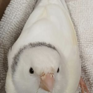 Gevonden: Vogel Kanarie – registratienummer 57260