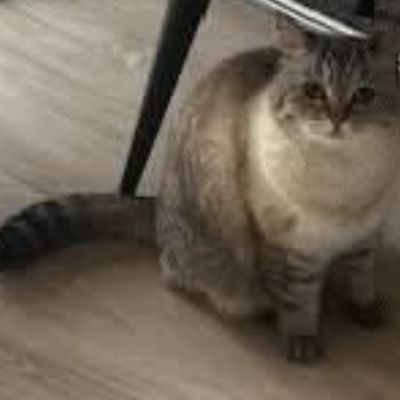 Vermist: Kat Europese Korthaar – registratienummer 58646