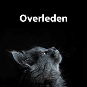 Gevonden: Kat Europese Korthaar – registratienummer 57263