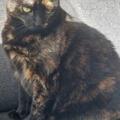 Vermist: Kat Europese Korthaar – registratienummer 57446