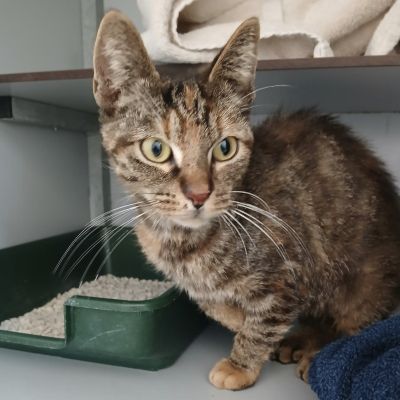 Gevonden: Kat Europese Korthaar – registratienummer 57394