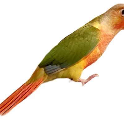 Vermist: Vogel Pyrrhura – registratienummer 49640