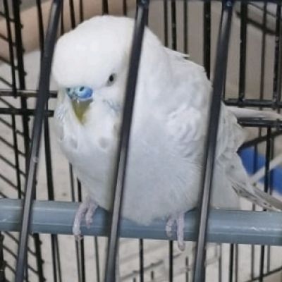 Gevonden: Vogel Parkiet – registratienummer 58605