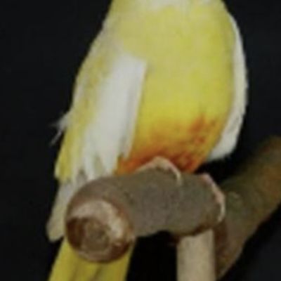 Vermist: Vogel Vogels,  meerdere – registratienummer 57211