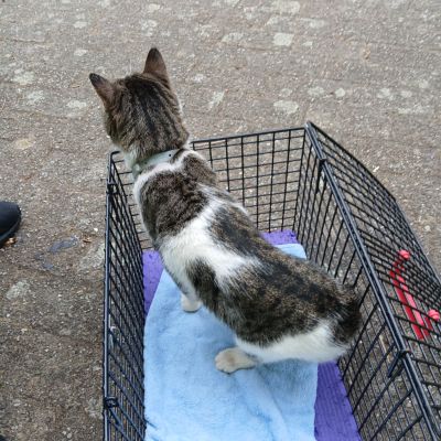 Gevonden: Kat Europesekorthaar ***Zichtmelding*** – registratienummer 58670