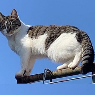 Vermist: Kat Europese korthaar – registratienummer 47569