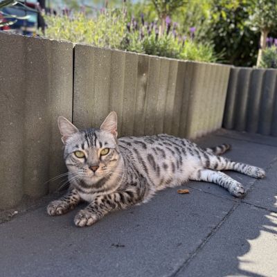 Vermist: Kat Kat, Bengaal – registratienummer 57982