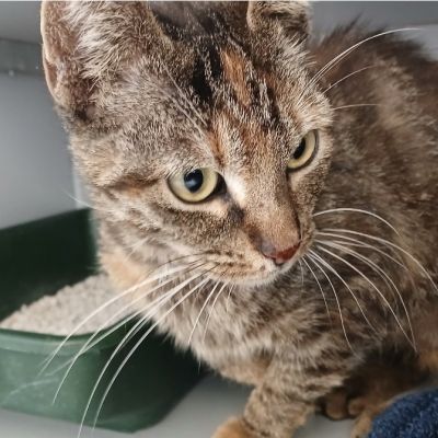 Gevonden: Kat Europese Korthaar – registratienummer 57394