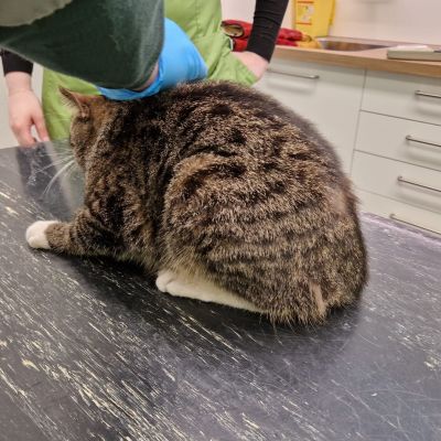 Gevonden: Kat Europese Korthaar – registratienummer 57587