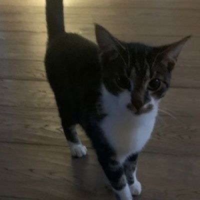 Vermist: Kat Europese korthaar – registratienummer 47488