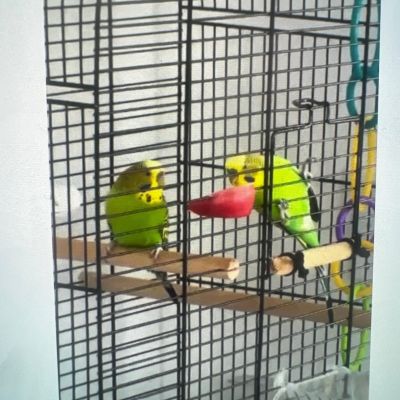 Vermist: Vogels Grasparkieten 2x – registratienummer 58020