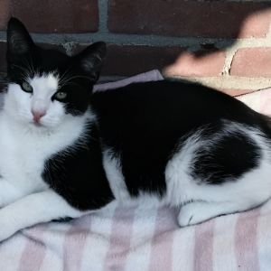 Gevonden: Kat Europese Korthaar *Zichtmelding* – registratienummer 1168