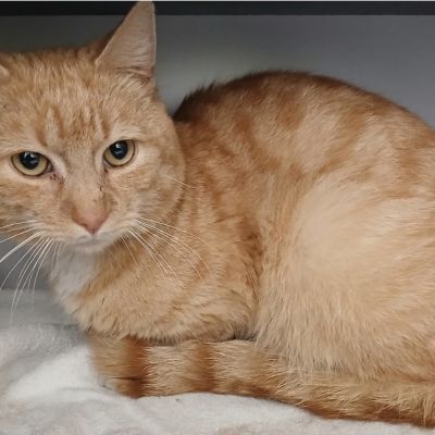 Gevonden: Kat Europese Korthaar – registratienummer 56903