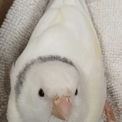 Gevonden: Vogel Kanarie – registratienummer 57260