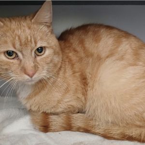 Gevonden: Kat Europese Korthaar – registratienummer 56903