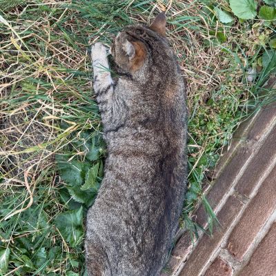 Gevonden: Kat Europese Korthaar – registratienummer 58844