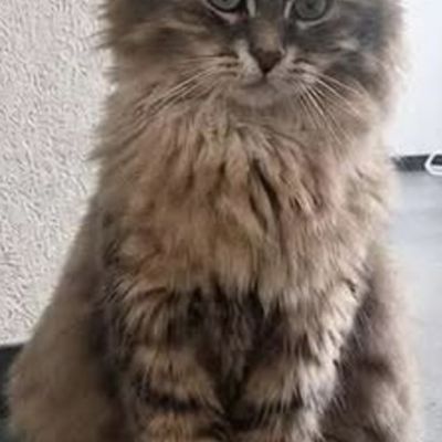 Vermist: Kat Kater  – registratienummer 58488