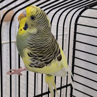 Gevonden: Vogels Grasparkiet – registratienummer 57857